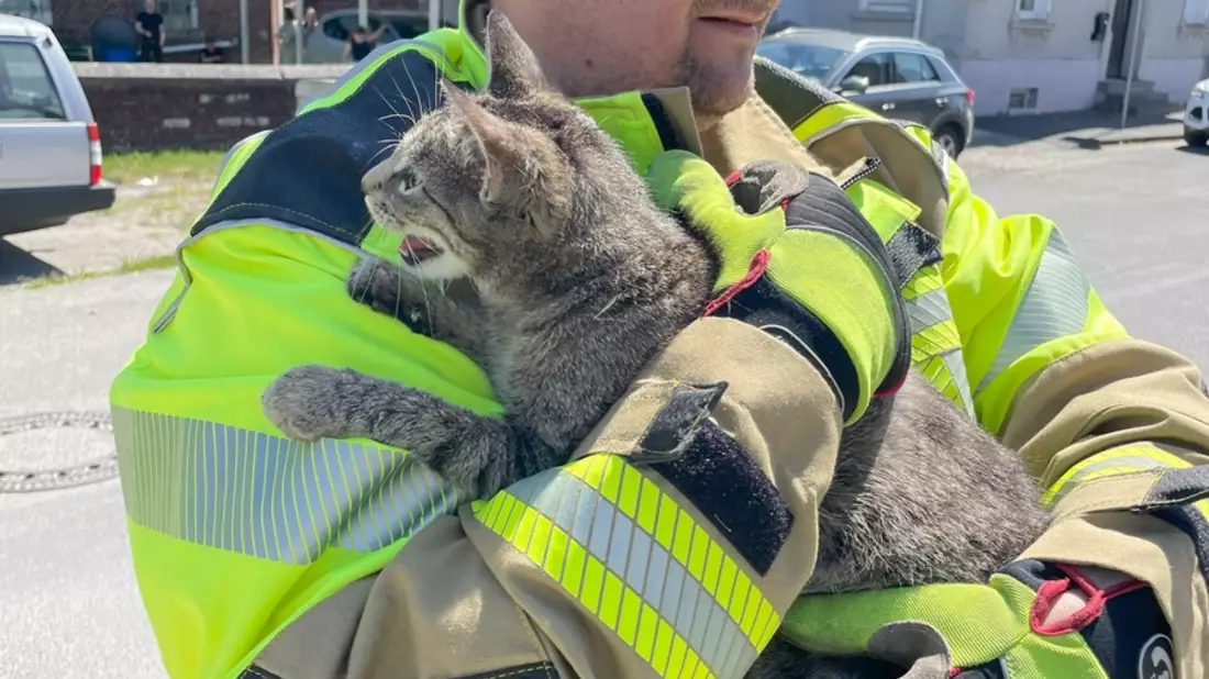 FW Lage: TH0/Tier klein: Katze klemmt im gekippten Fenster - 10.05.2025 - 11:27 Uhr - Bild: presseportal.de