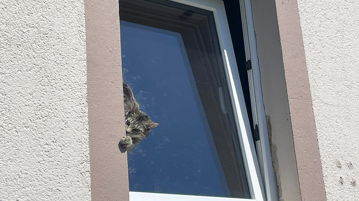 Mit Hilfe einer Drehleiter befreite die Feuerwehr das Tier. - Foto: -/Feuerwehr Lage/dpa