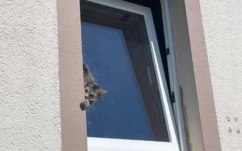 Mit Hilfe einer Drehleiter befreite die Feuerwehr das Tier. - Foto: -/Feuerwehr Lage/dpa