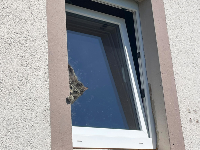 Mit Hilfe einer Drehleiter befreite die Feuerwehr das Tier. - Foto: -/Feuerwehr Lage/dpa