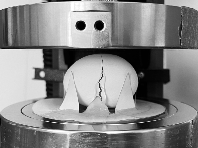 Die Forschenden ließen etliche Eier aus unterschiedlicher Höhe fallen. Außerdem prüften sie mithilfe eines Geräts, wie viel Druck ein Ei in welcher Position aushalten kann. - Foto: al Cohen et al./Scientific Reports /dpa