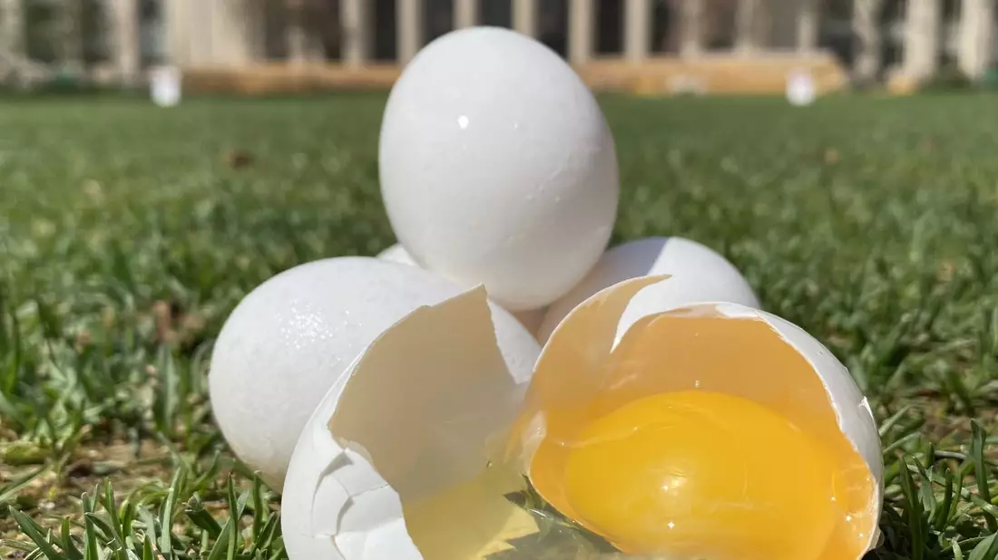 Ist das Kunst oder Wissenschaft? Eier vor dem Massachusetts Institute of Technology in den USA. - Bild: ---/Tal Cohen et al./dpa