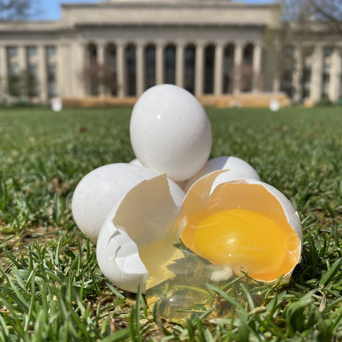 Ist das Kunst oder Wissenschaft? Eier vor dem Massachusetts Institute of Technology in den USA. - Foto: ---/Tal Cohen et al./dpa