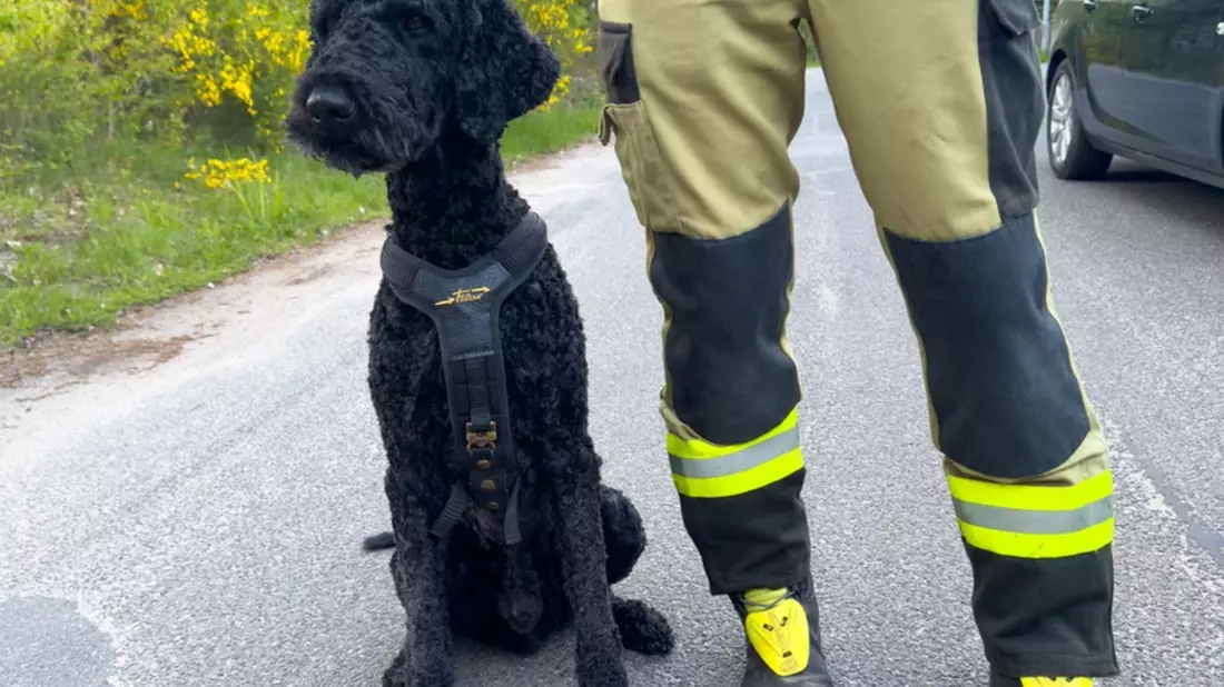FW Lüchow-Dannenberg: +++ vermisste Seniorin löst Großeinsatz aus +++ Polizei, Feuerwehr und Rettungshunde im Einsatz +++ 83jährige nach stundenlangem Einsatz aufgefunden +++ - Bild: presseportal.de