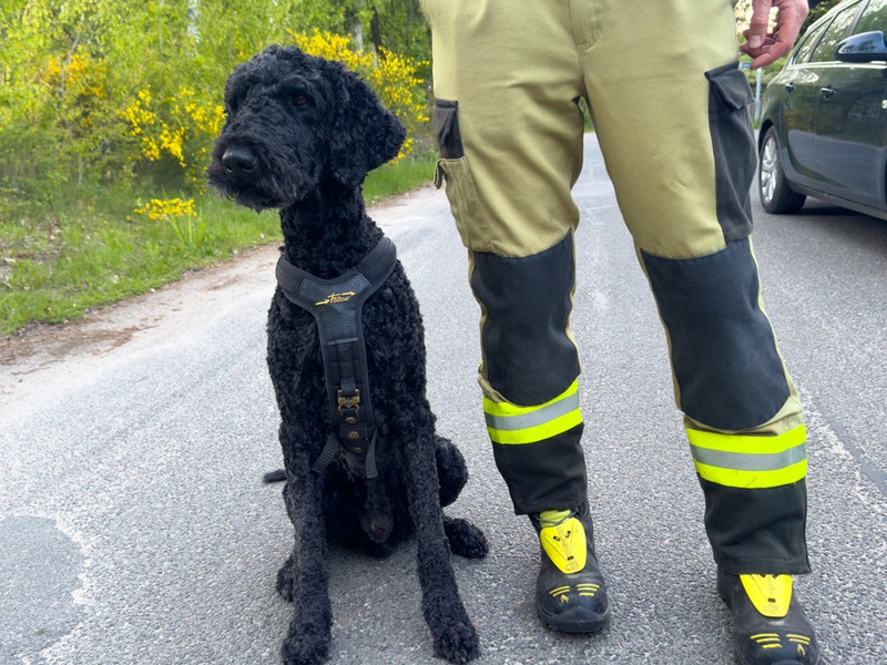 FW Lüchow-Dannenberg: +++ vermisste Seniorin löst Großeinsatz aus +++ Polizei, Feuerwehr und Rettungshunde im Einsatz +++ 83jährige nach stundenlangem Einsatz aufgefunden +++ - Foto: presseportal.de