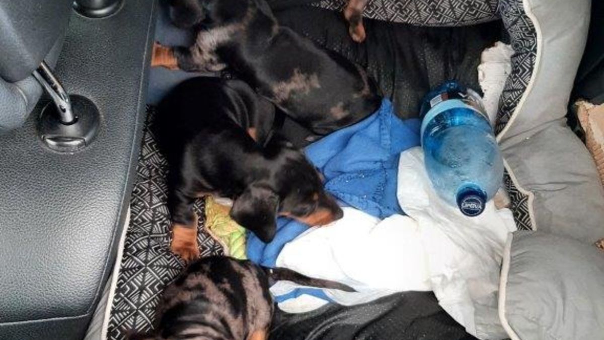 BPOLI BHL: Reise endet für 7 süße Dackelwelpen bei der Einreisekontrolle - Foto: presseportal.de