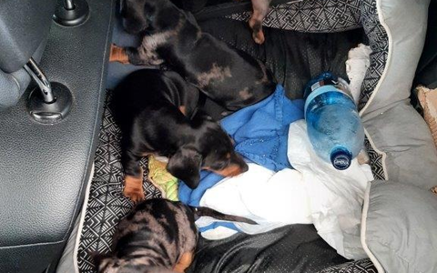 BPOLI BHL: Reise endet für 7 süße Dackelwelpen bei der Einreisekontrolle - Foto: presseportal.de