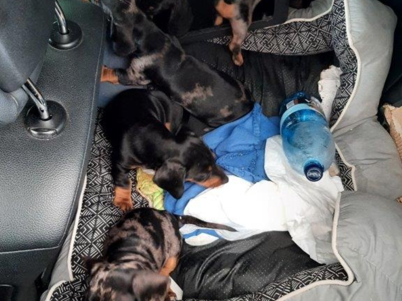 BPOLI BHL: Reise endet für 7 süße Dackelwelpen bei der Einreisekontrolle - Foto: presseportal.de