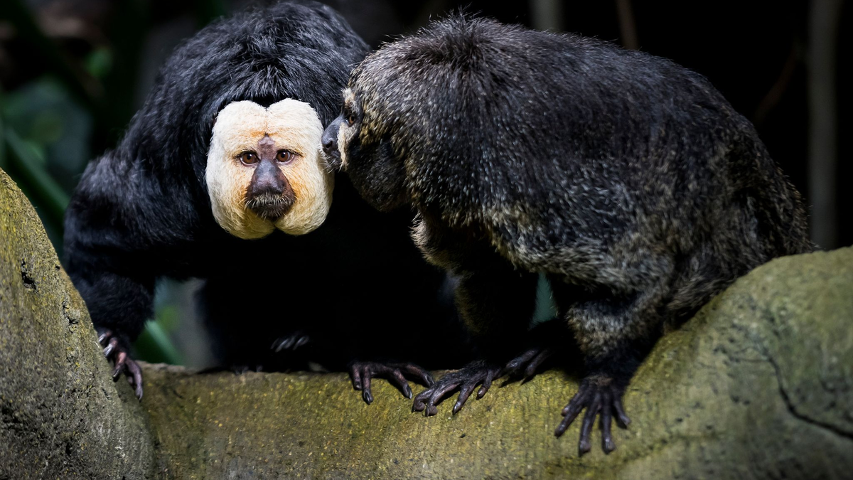 Touristen sollen die Weißkopfsakis am Schwanz gezogen und gefüttert haben - hier ist ein Tier aus der Schweiz zu sehen.  - Foto: Jean-Christophe Bott/KEYSTONE/dpa