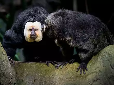 Touristen sollen die Weißkopfsakis am Schwanz gezogen und gefüttert haben - hier ist ein Tier aus der Schweiz zu sehen.  - Foto: Jean-Christophe Bott/KEYSTONE/dpa