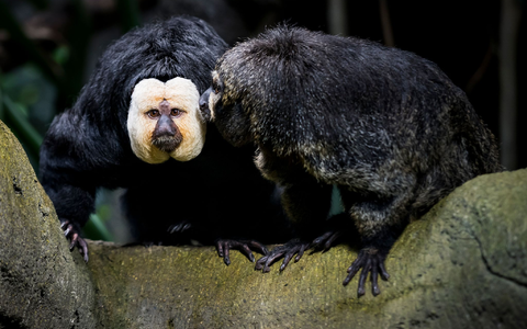 Touristen sollen die Weißkopfsakis am Schwanz gezogen und gefüttert haben - hier ist ein Tier aus der Schweiz zu sehen.  - Foto: Jean-Christophe Bott/KEYSTONE/dpa