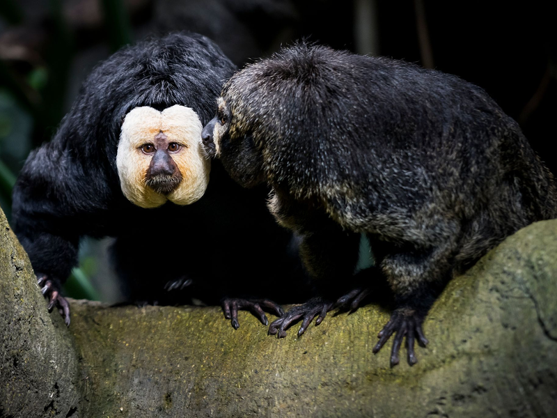 Touristen sollen die Weißkopfsakis am Schwanz gezogen und gefüttert haben - hier ist ein Tier aus der Schweiz zu sehen.  - Foto: Jean-Christophe Bott/KEYSTONE/dpa