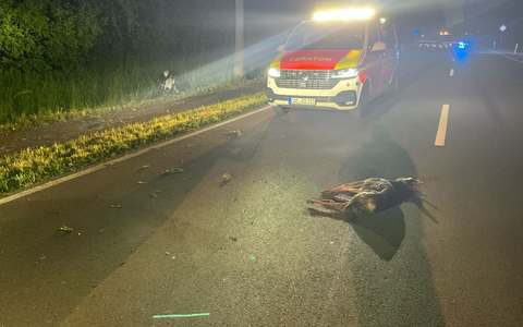 POL-COE: Olfen, B235/Motorradfahrer kollidiert mit Reh - Foto: presseportal.de