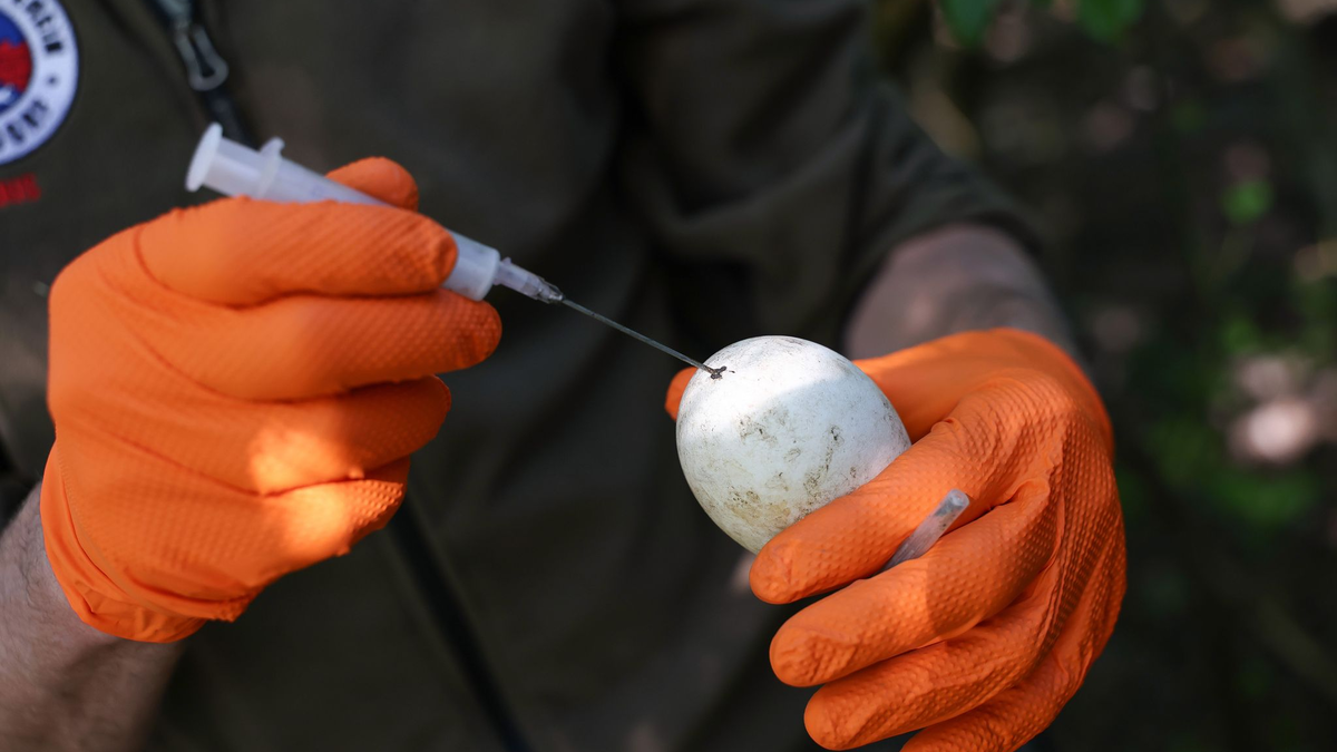Lauter Protest - aber nachdem die Menschen weg sind, kehren die Gänse zum Gelege zurück. - Foto: Daniel Löb/dpa