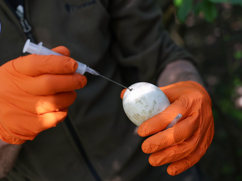 Lauter Protest - aber nachdem die Menschen weg sind, kehren die Gänse zum Gelege zurück. - Foto: Daniel Löb/dpa