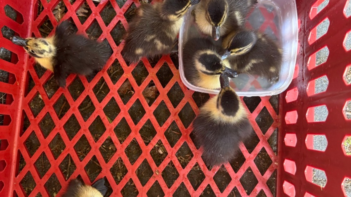 POL-OF: Ordnungshüter retten Entenfamilie: Eigenwillige 