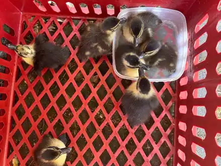 POL-OF: Ordnungshüter retten Entenfamilie: Eigenwillige Begleitung des Transports der Küken durch die Enten-Mama - Foto: presseportal.de