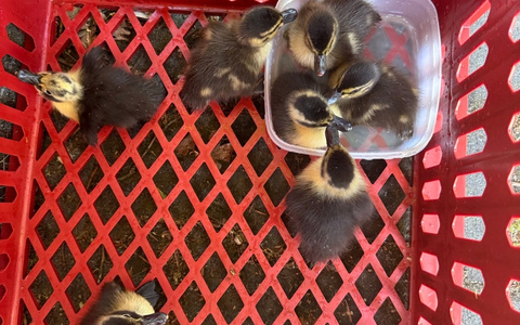 POL-OF: Ordnungshüter retten Entenfamilie: Eigenwillige Begleitung des Transports der Küken durch die Enten-Mama - Foto: presseportal.de