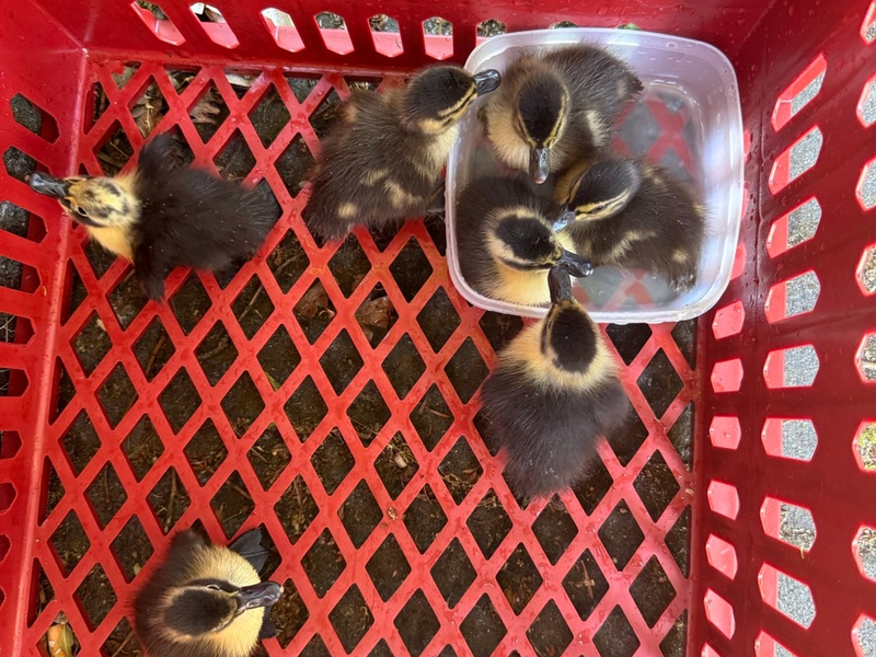 POL-OF: Ordnungshüter retten Entenfamilie: Eigenwillige Begleitung des Transports der Küken durch die Enten-Mama - Foto: presseportal.de