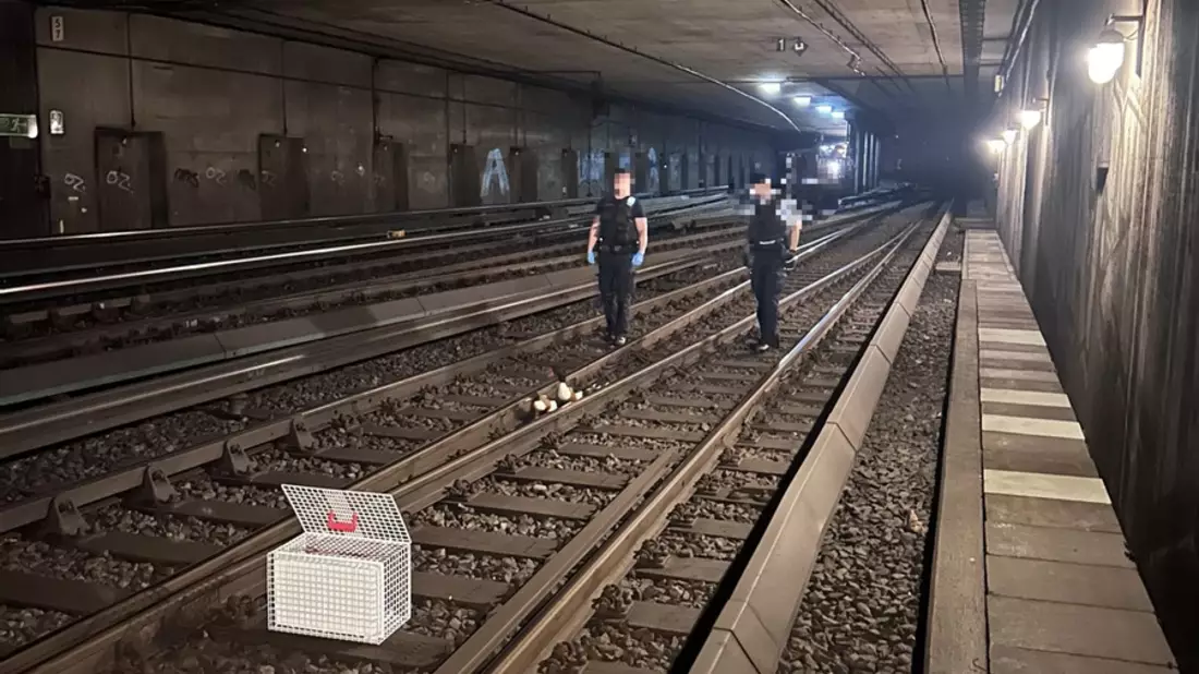 BPOL-HH: Tierischer Rettungs-Einsatz im Bahnhof Altona- Entenfamilie auf Abwegen...- - Bild: presseportal.de