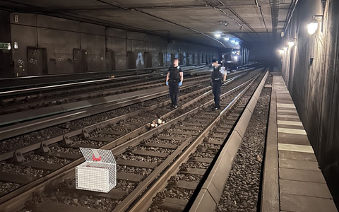 BPOL-HH: Tierischer Rettungs-Einsatz im Bahnhof Altona- Entenfamilie auf Abwegen...- - Foto: presseportal.de BPOL-HH: Tierischer Rettungs-Einsatz im Bahnhof Altona- Entenfamilie auf Abwegen...- - Foto: presseportal.de