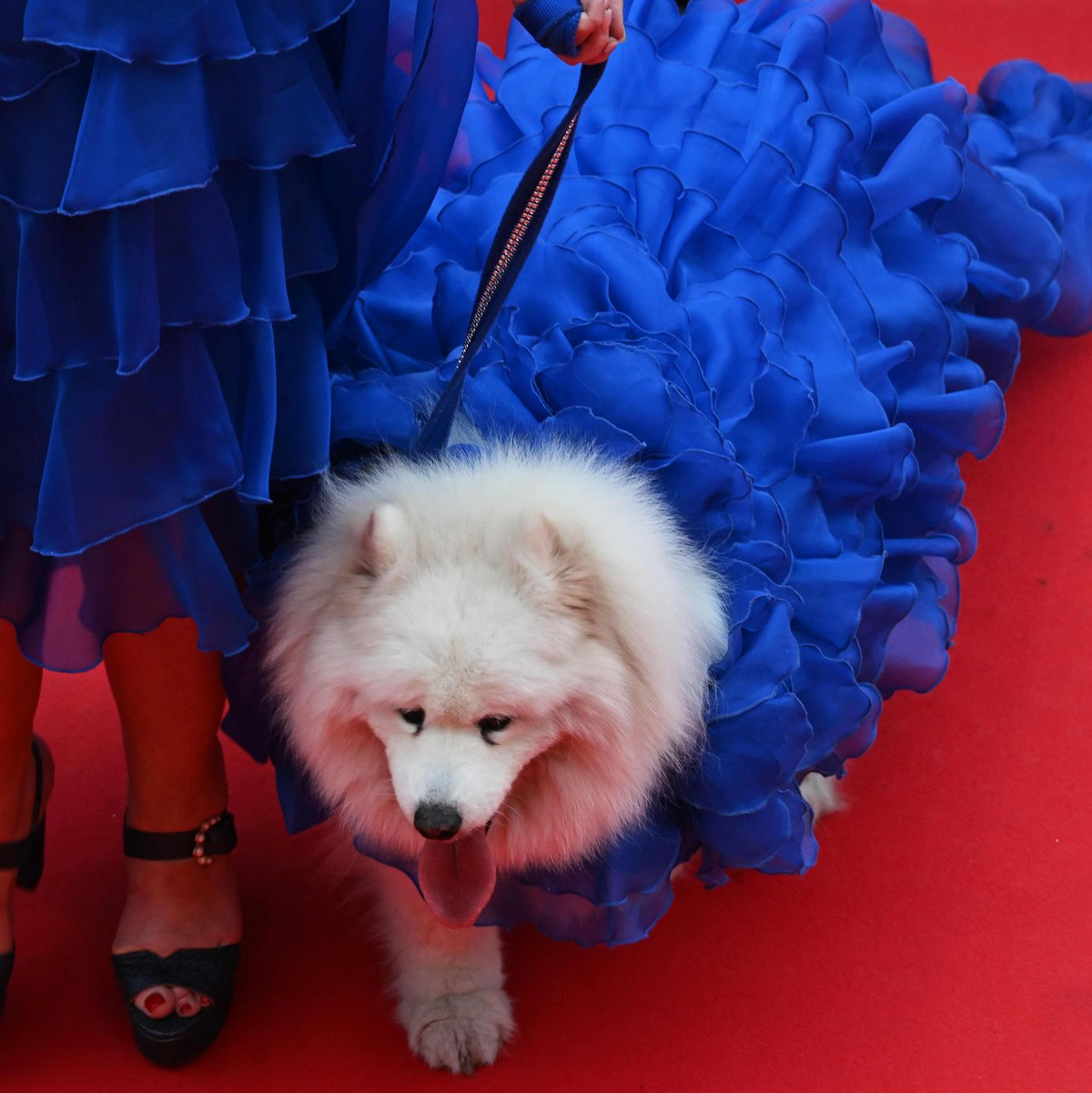 Nicht nur Menschen kamen pompös gekleidet. - Foto: Antonin Thuillier/AFP/dpa