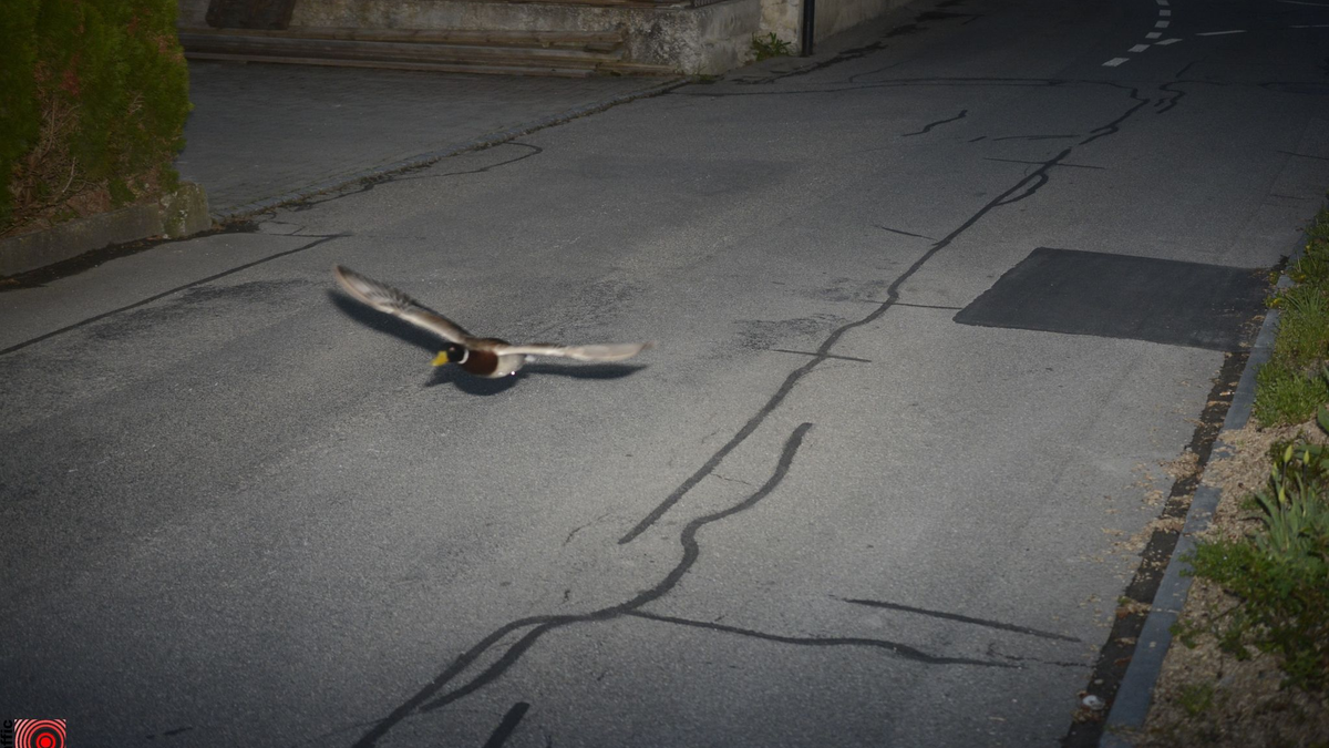 Stockenten können mit bis zu 100 km/h fliegen. - Foto: -/Gemeinde Köniz/dpa