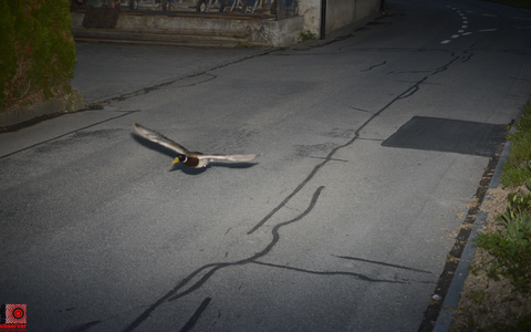 Stockenten können mit bis zu 100 km/h fliegen. - Foto: -/Gemeinde Köniz/dpa