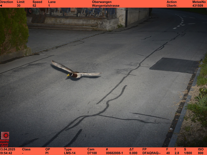 Stockenten können mit bis zu 100 km/h fliegen. - Foto: -/Gemeinde Köniz/dpa