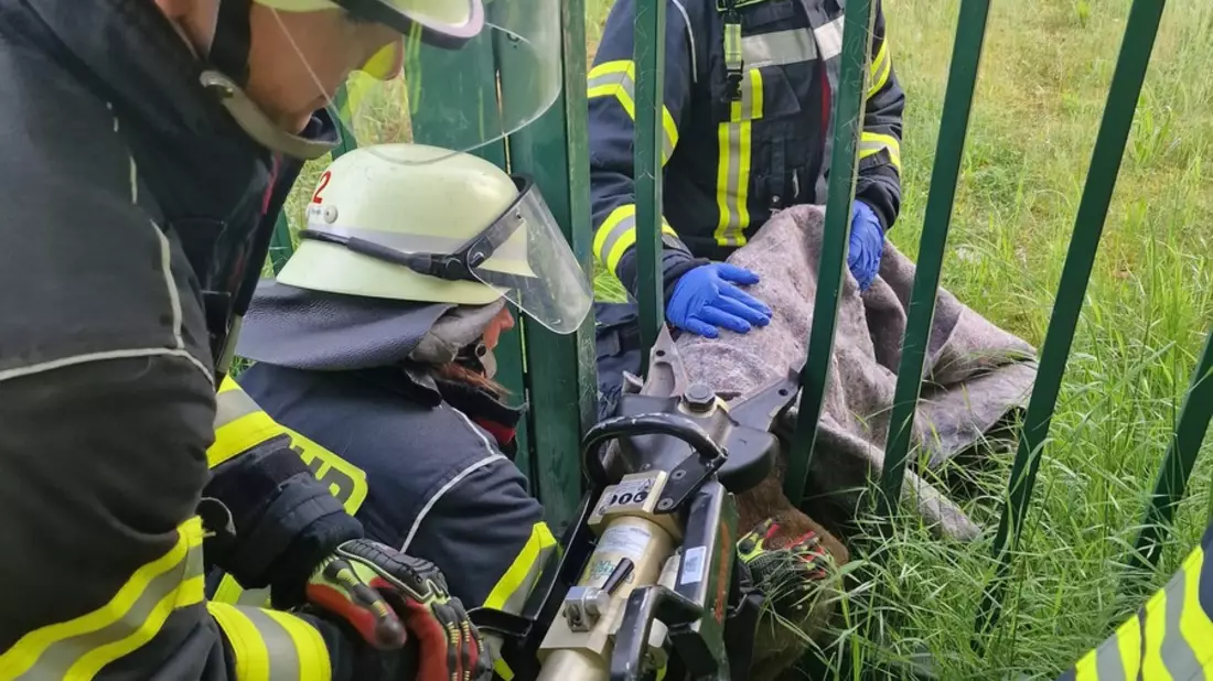 FW Celle: Celler Feuerwehr befreit Reh - Bild: presseportal.de
