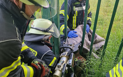 FW Celle: Celler Feuerwehr befreit Reh - Foto: presseportal.de