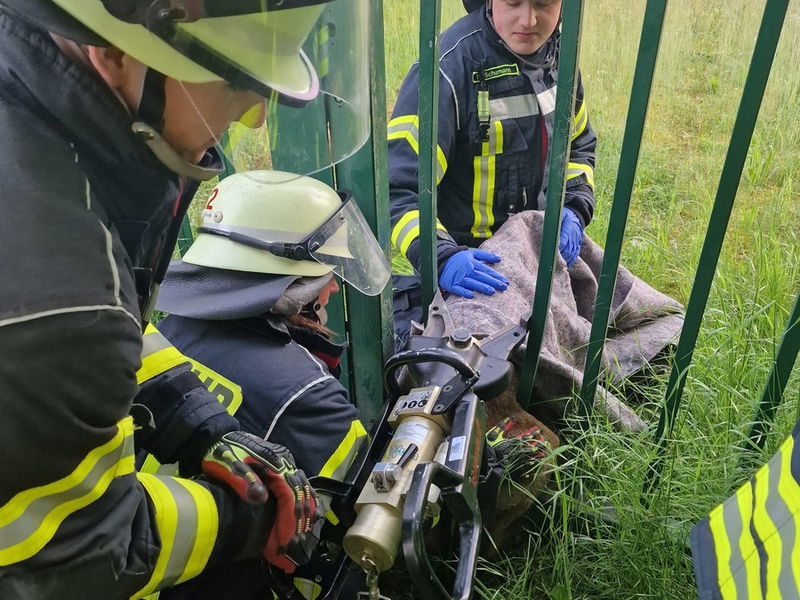 FW Celle: Celler Feuerwehr befreit Reh - Foto: presseportal.de
