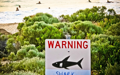 Die Gewässer rund um Australien sind berühmt-berüchtigt: Es kommt immer wieder zu Haiangriffen auf Schwimmer und Surfer. (Symbolbild) - Foto: Rebecca Le May/AAP/dpa