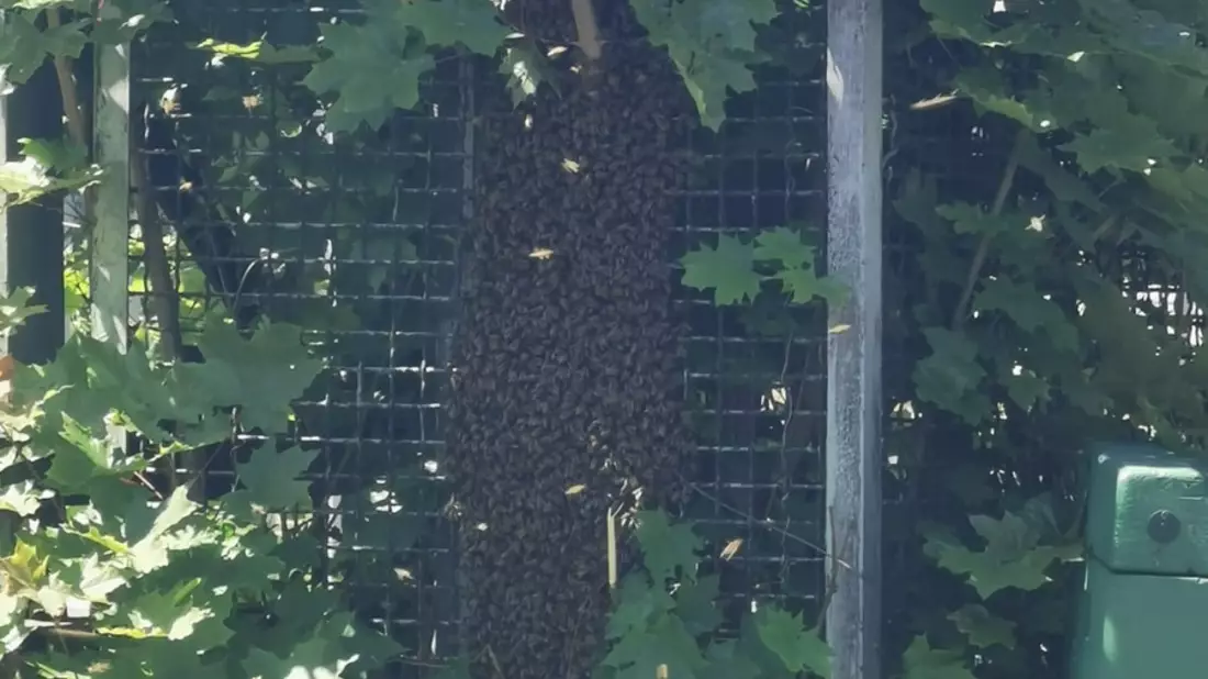 BPOL NRW: Verirrte Bienen lösen Polizeieinsatz am Bahnhof Siegen aus - Bild: presseportal.de