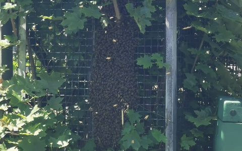 BPOL NRW: Verirrte Bienen lösen Polizeieinsatz am Bahnhof Siegen aus - Foto: presseportal.de