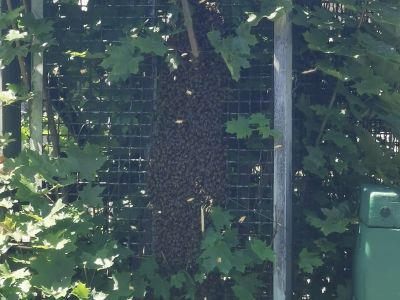 BPOL NRW: Verirrte Bienen lösen Polizeieinsatz am Bahnhof Siegen aus - Foto: presseportal.de