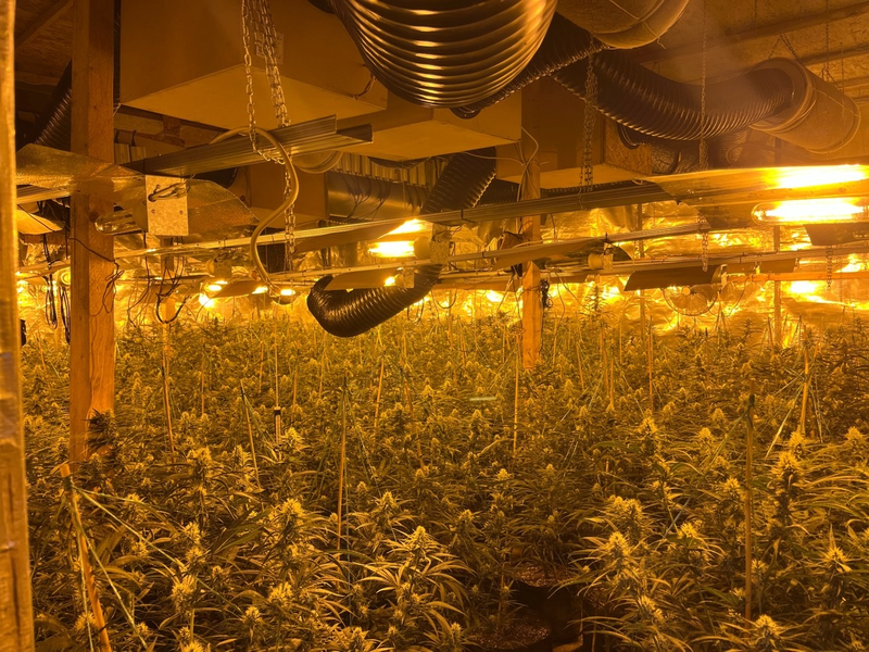 POL-MK: Cannabis-Plantage im ehemaligen Steinbruch - Zwei Festnahmen - Foto: presseportal.de