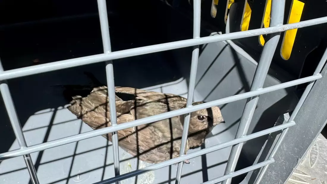FW Dinslaken: Tierrettung in luftiger Höhe - Bild: presseportal.de