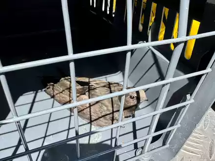 FW Dinslaken: Tierrettung in luftiger Höhe - Foto: presseportal.de