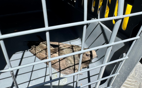 FW Dinslaken: Tierrettung in luftiger Höhe - Foto: presseportal.de
