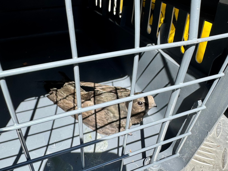 FW Dinslaken: Tierrettung in luftiger Höhe - Foto: presseportal.de