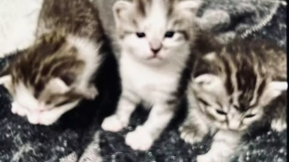 POL-DA: Fürth: Wohnungseinbruch/Fünf Katzenbabys erbeutet - Polizei sucht Zeugen - Bild: presseportal.de