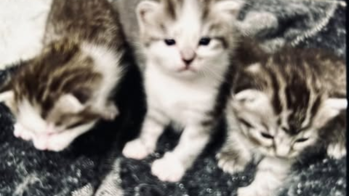 POL-DA: Fürth: Wohnungseinbruch/Fünf Katzenbabys erbeutet - Polizei sucht Zeugen - Foto: presseportal.de