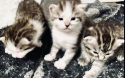 POL-DA: Fürth: Wohnungseinbruch/Fünf Katzenbabys erbeutet - Polizei sucht Zeugen - Foto: presseportal.de