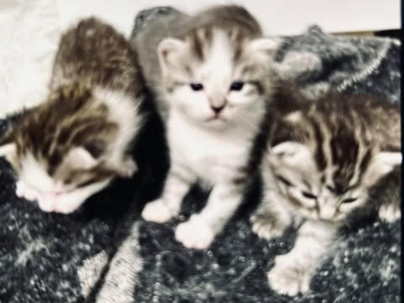 POL-DA: Fürth: Wohnungseinbruch/Fünf Katzenbabys erbeutet - Polizei sucht Zeugen - Foto: presseportal.de