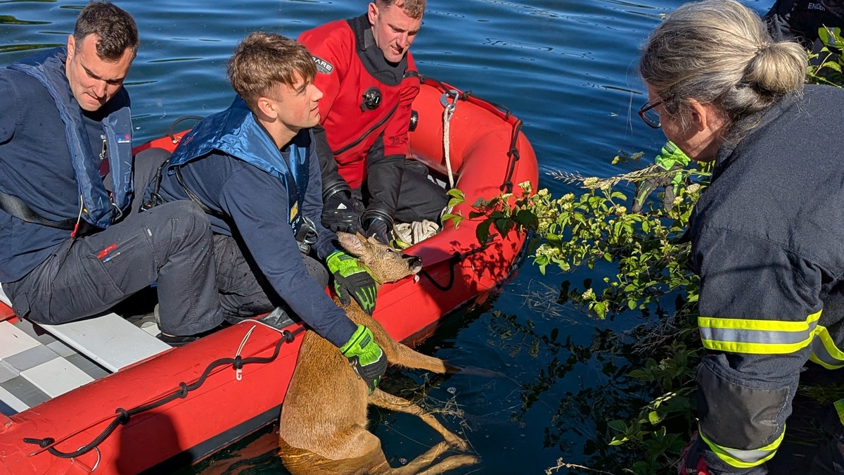 FW-DO: Feuerwehr rettet jungen Rehbock aus dem Kanal - Foto: presseportal.de