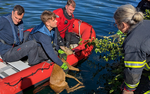 FW-DO: Feuerwehr rettet jungen Rehbock aus dem Kanal - Foto: presseportal.de