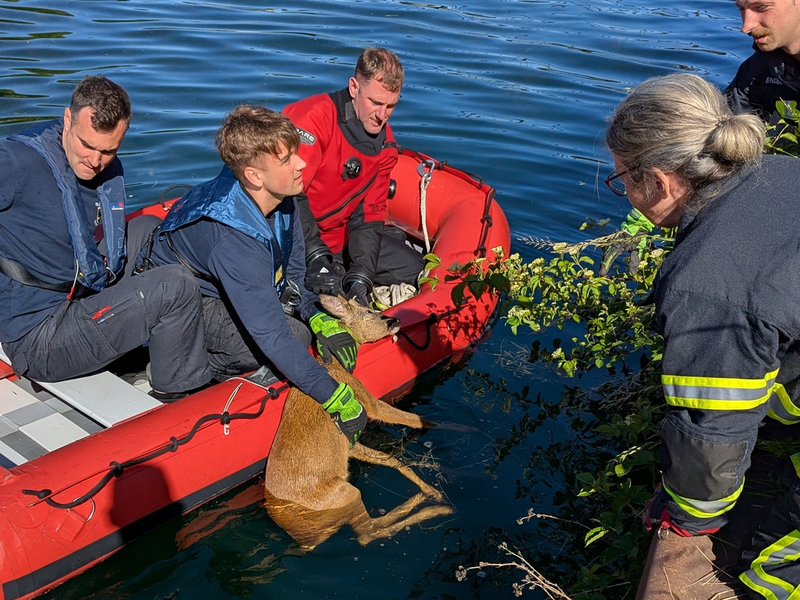 FW-DO: Feuerwehr rettet jungen Rehbock aus dem Kanal - Foto: presseportal.de