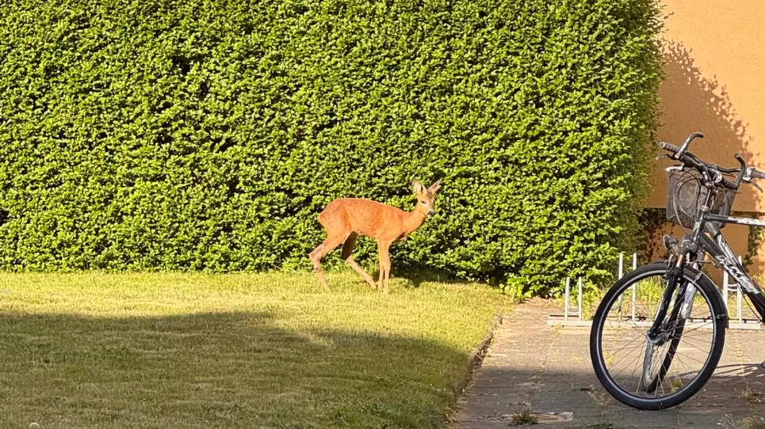 POL-Bremerhaven: Polizeibeamte befreien Reh aus Hinterhof - Bild: presseportal.de
