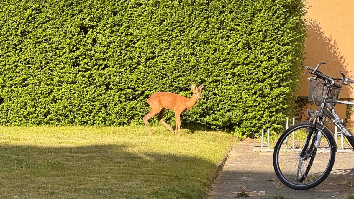 POL-Bremerhaven: Polizeibeamte befreien Reh aus Hinterhof - Foto: presseportal.de